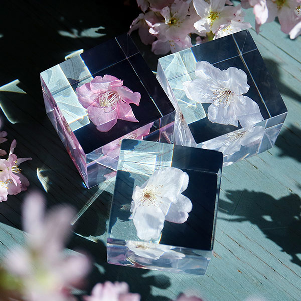 ������ �� ���� ��ʪ �� ɸ�� ����ƥꥢ ��ʪ ����ť����� ���ź� sola cube ���饭�塼�� ���ե� �ץ쥼��� ����ץ� ���� ���� ������� �İ��� ����� ����̵�� ��åԥ��б� 