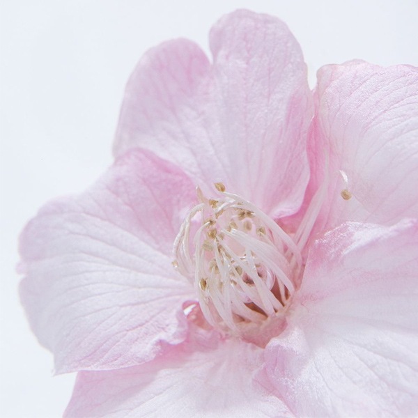 ������ �� ���� ��ʪ �� ɸ�� ����ƥꥢ ��ʪ ����ť����� ���ź� sola cube ���饭�塼�� ���ե� �ץ쥼��� ����ץ� ���� ���� ������� �İ��� ����� ����̵�� ��åԥ��б� 