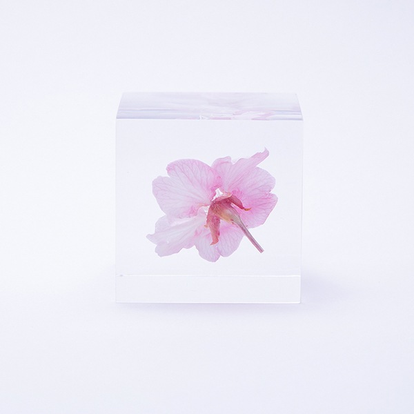 ������ �� ���� ��ʪ �� ɸ�� ����ƥꥢ ��ʪ ����ť����� ���ź� sola cube ���饭�塼�� ���ե� �ץ쥼��� ����ץ� ���� ���� ������� �İ��� ����� ����̵�� ��åԥ��б� 