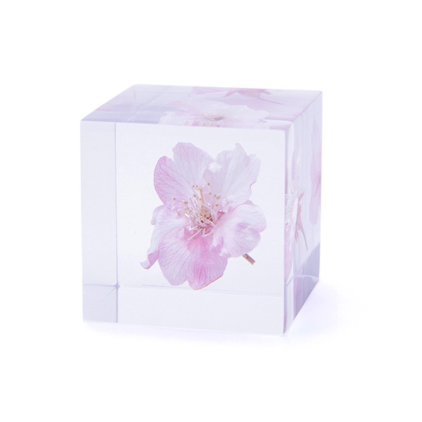 ������ �� ���� ��ʪ �� ɸ�� ����ƥꥢ ��ʪ ����ť����� ���ź� sola cube ���饭�塼�� ���ե� �ץ쥼��� ����ץ� ���� ���� ������� �İ��� ����� ����̵�� ��åԥ��б� 