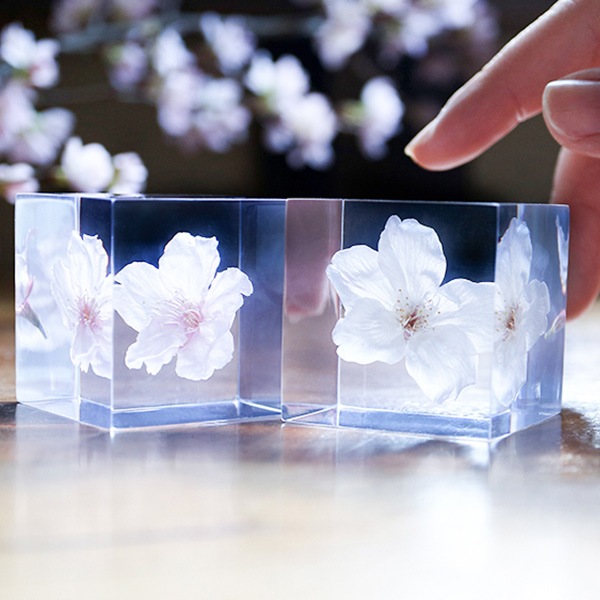 ������ �� ���� ��ʪ �� ɸ�� ����ƥꥢ ��ʪ ����ť����� ���ź� sola cube ���饭�塼�� ���ե� �ץ쥼��� ����ץ� ���� ���� ������� �İ��� ����� ����̵�� ��åԥ��б� 