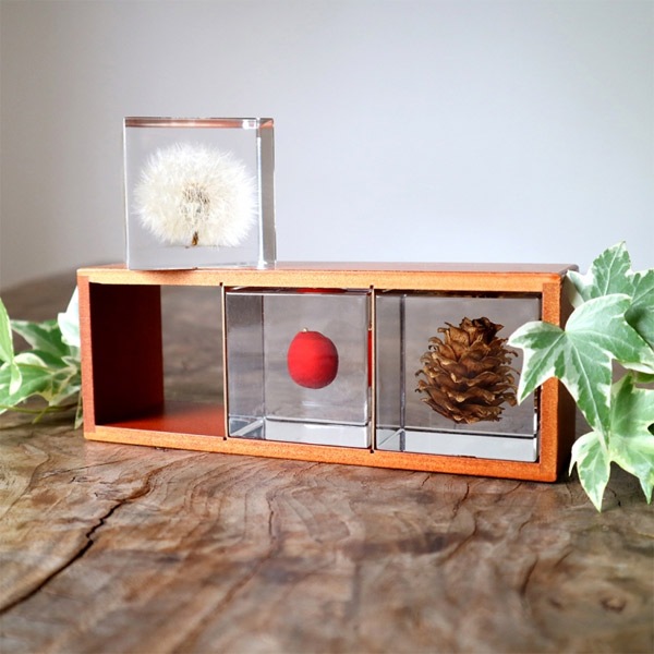 ������ �� ���� ��ʪ �� ɸ�� ����ƥꥢ ��ʪ ����ť����� ���ź� sola cube ���饭�塼�� ���ե� �ץ쥼��� ����ץ� ���� ���� ������� �İ��� ����� ����̵�� ��åԥ��б� 