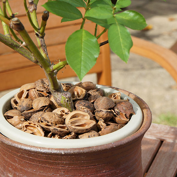 ����� �γ� 1kg ��3��åȥ� ����̵�� ���ܹ� ����� ���� ��� ȭ���� �����ɻ� ������� ���襤�� �ޥ���󥰺� �С������å� �����ͥॷ�к� �����ٱ� ����̵�� 