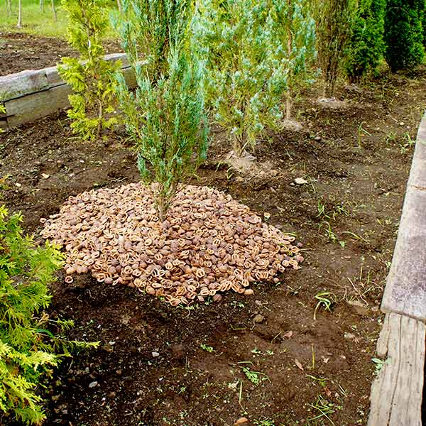 ����� �γ� 1kg ��3��åȥ� ����̵�� ���ܹ� ����� ���� ��� ȭ���� �����ɻ� ������� ���襤�� �ޥ���󥰺� �С������å� �����ͥॷ�к� �����ٱ� ����̵�� 