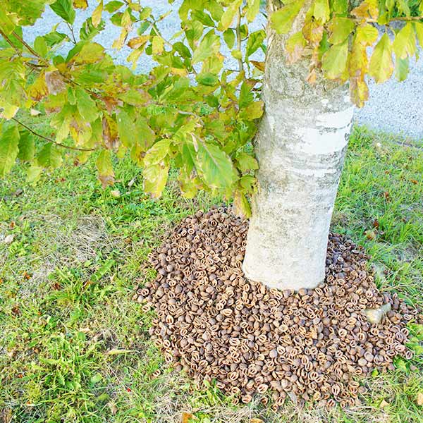 ����� �γ� 1kg ��3��åȥ� ����̵�� ���ܹ� ����� ���� ��� ȭ���� �����ɻ� ������� ���襤�� �ޥ���󥰺� �С������å� �����ͥॷ�к� �����ٱ� ����̵�� 