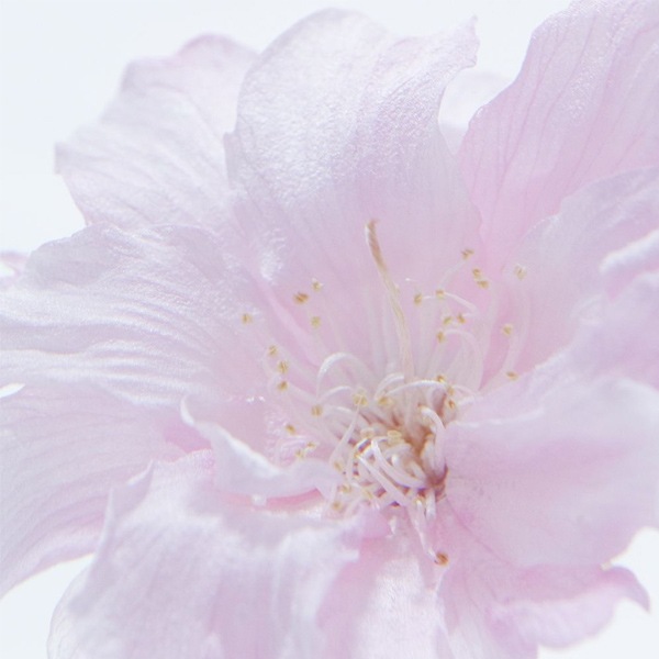 ������ �� ���� ��ʪ �� ɸ�� ����ƥꥢ ��ʪ �䥨�٥˥����� Ȭ�ŹȻ޿� sola cube ���饭�塼�� ���ե� �ץ쥼��� ����ץ� ���� ���� ������� ����̵�� ��åԥ��б� 