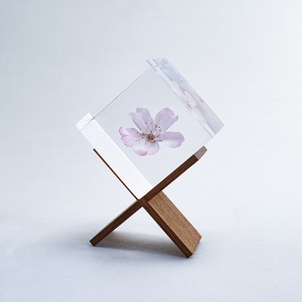 ������ �� ���� ��ʪ �� ɸ�� ����ƥꥢ ��ʪ �䥨�٥˥����� Ȭ�ŹȻ޿� sola cube ���饭�塼�� ���ե� �ץ쥼��� ����ץ� ���� ���� ������� ����̵�� ��åԥ��б� 