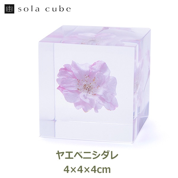 ������ �� ���� ��ʪ �� ɸ�� ����ƥꥢ ��ʪ �䥨�٥˥����� Ȭ�ŹȻ޿� sola cube ���饭�塼�� ���ե� �ץ쥼��� ����ץ� ���� ���� ������� ����̵�� ��åԥ��б� 