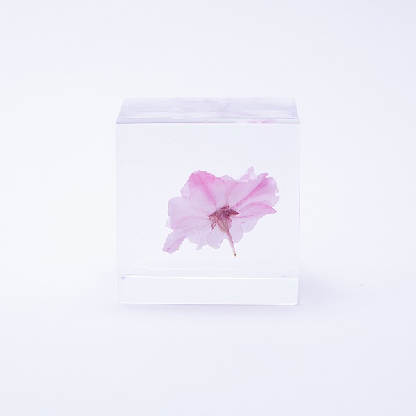 ������ �� ���� ��ʪ �� ɸ�� ����ƥꥢ ��ʪ �䥨�٥˥����� Ȭ�ŹȻ޿� sola cube ���饭�塼�� ���ե� �ץ쥼��� ����ץ� ���� ���� ������� ����̵�� ��åԥ��б� 