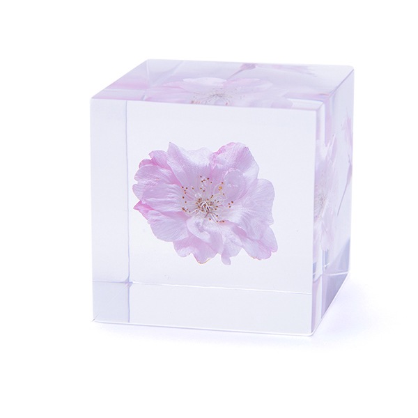 ������ �� ���� ��ʪ �� ɸ�� ����ƥꥢ ��ʪ �䥨�٥˥����� Ȭ�ŹȻ޿� sola cube ���饭�塼�� ���ե� �ץ쥼��� ����ץ� ���� ���� ������� ����̵�� ��åԥ��б� 