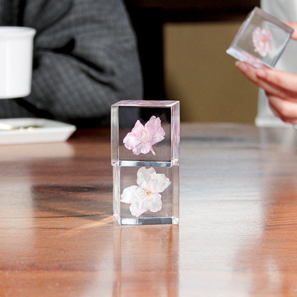 ������ �� ���� ��ʪ �� ɸ�� ����ƥꥢ ��ʪ �䥨�٥˥����� Ȭ�ŹȻ޿� sola cube ���饭�塼�� ���ե� �ץ쥼��� ����ץ� ���� ���� ������� ����̵�� ��åԥ��б� 