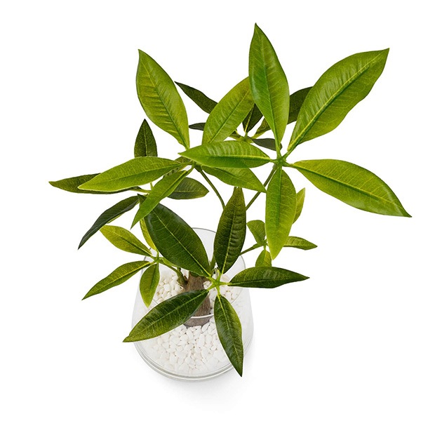 �ե��������꡼�� ���տ�ʪ �͹����տ�ʪ ¤�� ��� �ѥ��� �ơ��֥륰�꡼�� ���饹 �ȥ�ڥ����� ����ƥꥢ ������� ����󥸥��� GREENPARK PRGR-1017 ����̵�� 