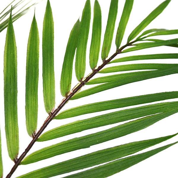 �ե��������꡼�� ���տ�ʪ �͹����տ�ʪ ¤�� ��� �ѡ���꡼�� ���٥ꥹ�ݥå� H80cm ���� �䥷 ���꡼�� ������� ��ʪ PRGR-1236 ���꡼��ѡ��� GREENPARK ����̵�� 