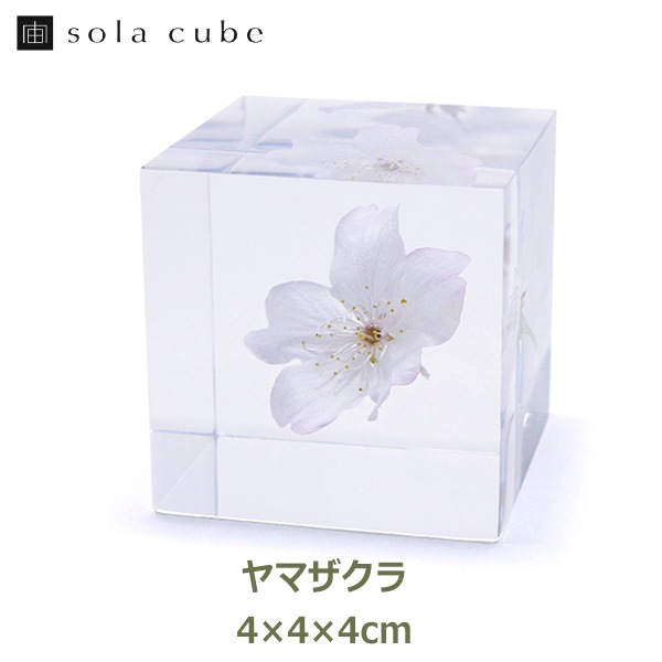 ������ �� ���� ��ʪ �� ɸ�� ����ƥꥢ ��ʪ ��ޥ����� ���� ���� ��� sola cube ���饭�塼�� ���ե� �ץ쥼��� ����ץ� ���� ���� ������� ����̵�� ��åԥ��б� 