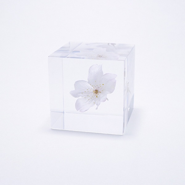 ������ �� ���� ��ʪ �� ɸ�� ����ƥꥢ ��ʪ ��ޥ����� ���� ���� ��� sola cube ���饭�塼�� ���ե� �ץ쥼��� ����ץ� ���� ���� ������� ����̵�� ��åԥ��б� 