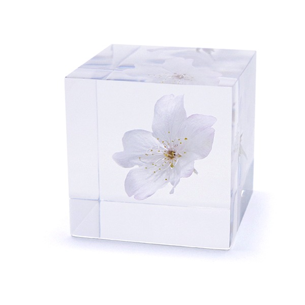 ������ �� ���� ��ʪ �� ɸ�� ����ƥꥢ ��ʪ ��ޥ����� ���� ���� ��� sola cube ���饭�塼�� ���ե� �ץ쥼��� ����ץ� ���� ���� ������� ����̵�� ��åԥ��б� 