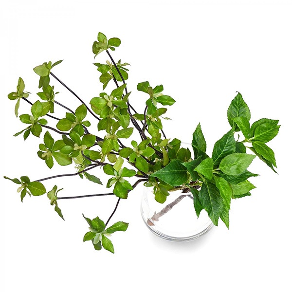 �ե��������꡼�� �͹����տ�ʪ �ɥ�����ĥĥ� �պ� ��ʪ ¤�� ��� ����ƥꥢ ������� �ե��������������� ��� ���饹 ���� �ꥢ�� �ߥ� ������ PRGR-1028 ����̵�� 