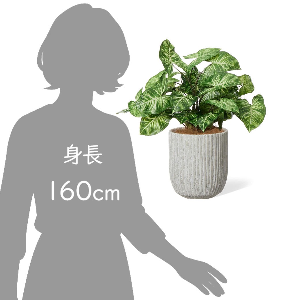 �ե��������꡼�� ���տ�ʪ �͹����տ�ʪ ¤�� ��� �ե����� ��ʪ ����ƥꥢ ������� ���饸���� ���٥ꥹ�ݥå� 46cm ȭ���å� ȭ�� PRGR-1479 GREENPARK 