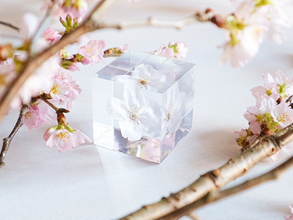 ������ �� ���� ��ʪ �� ɸ�� ����ƥꥢ ��ʪ ���ޥĥ��ȥ� �������� ��� sola cube ���饭�塼�� ���ե� �ץ쥼��� ����ץ� ���� ���� ������� �İ��� ����̵�� ��åԥ��б� 