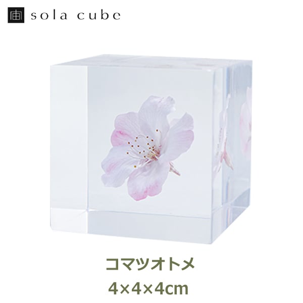 ������ �� ���� ��ʪ �� ɸ�� ����ƥꥢ ��ʪ ���ޥĥ��ȥ� �������� ��� sola cube ���饭�塼�� ���ե� �ץ쥼��� ����ץ� ���� ���� ������� �İ��� ����̵�� ��åԥ��б� 