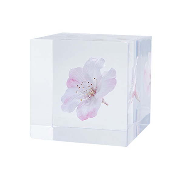 ������ �� ���� ��ʪ �� ɸ�� ����ƥꥢ ��ʪ ���ޥĥ��ȥ� �������� ��� sola cube ���饭�塼�� ���ե� �ץ쥼��� ����ץ� ���� ���� ������� �İ��� ����̵�� ��åԥ��б� 