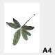 �ݥ����� �����ȥݥ����� ������� �̲� �̲��ݥ����� �ڡ��ѡ����쥯�ƥ��� Floating Leaves 06 A4 ���ꥢ �᡼���� �б� Paper Collective 8129 Ʃ�� �� ����̵�� 