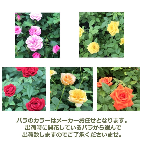 母の日 送料無料 プレゼント ギフト 花 鉢植え ミニバラ バラ ローズ 薔薇 ばら 生花 寄せ植え バードケージ 鳥かご 籠 H50 No 49 おしゃれ かわいい 人気 Viewgarden 母の日 送料無料 プレゼント ギフト 花 鉢植え ミニバラ バラ ローズ 薔薇 ばら 生花 寄せ植え バードケージ 鳥かご 籠 H50 No 49 おしゃれ かわいい 人気 Viewgarden