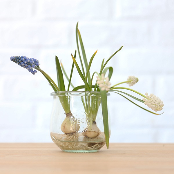 weck giftbox ���ե� �ܥå��� ���塼��å� 370ml 1�� ñ�� �����å� S223 ���塼�� ���ե� �ɥ�� ���ȥ��� �ƴ� ���� ���ȥå��� ���饹 ������� Ʃ�� ����̵�� 