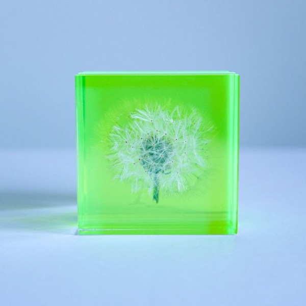 ����ݥ� 5cm ���饤�� Sola cube �� ���饭�塼�� �������Υͥɥ� Ω��ɸ�� Ʃ�� ��ʪ ������� ����ƥꥢ ��ʪ ���� �ָ� ���ꥢ �ץ쥼��� ���ե� Ȣ �� ��åԥ��б� 