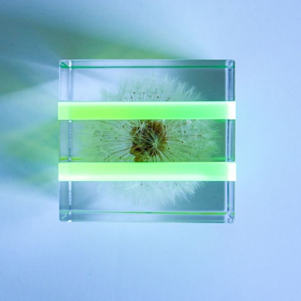 ����ݥ� 5cm ���饤�� Sola cube �� ���饭�塼�� �������Υͥɥ� Ω��ɸ�� Ʃ�� ��ʪ ������� ����ƥꥢ ��ʪ ���� �ָ� ���ꥢ �ץ쥼��� ���ե� Ȣ �� ��åԥ��б� 