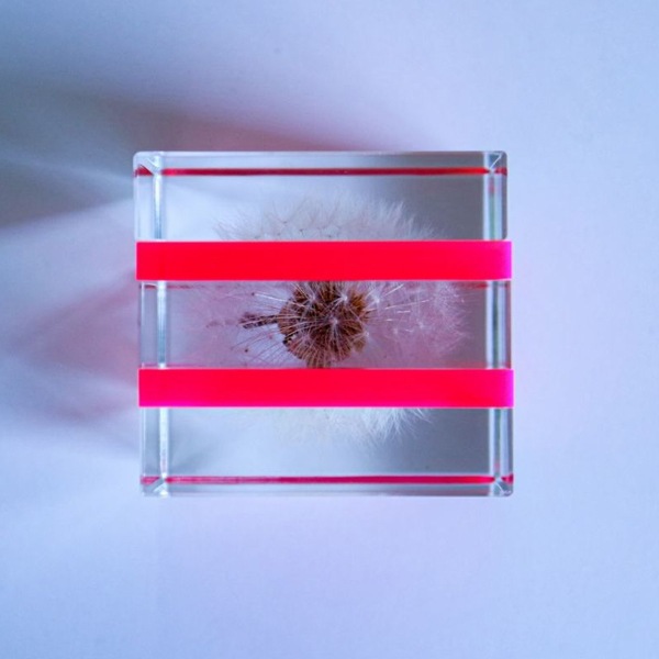 ����ݥ� 5cm ���饤�� Sola cube �� ���饭�塼�� �������Υͥɥ� Ω��ɸ�� Ʃ�� ��ʪ ������� ����ƥꥢ ��ʪ ���� �ָ� ���ꥢ �ץ쥼��� ���ե� Ȣ �� ��åԥ��б� 