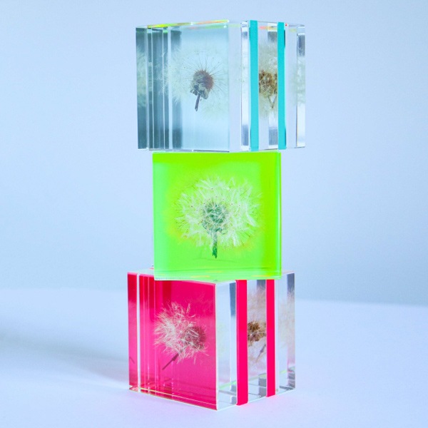 ����ݥ� 5cm ���饤�� Sola cube �� ���饭�塼�� �������Υͥɥ� Ω��ɸ�� Ʃ�� ��ʪ ������� ����ƥꥢ ��ʪ ���� �ָ� ���ꥢ �ץ쥼��� ���ե� Ȣ �� ��åԥ��б� 