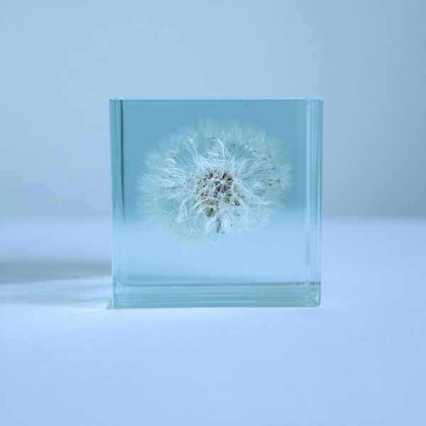 ����ݥ� 5cm ���饤�� Sola cube �� ���饭�塼�� �������Υͥɥ� Ω��ɸ�� Ʃ�� ��ʪ ������� ����ƥꥢ ��ʪ ���� �ָ� ���ꥢ �ץ쥼��� ���ե� Ȣ �� ��åԥ��б� 