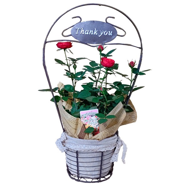 ����� �ץ쥼��� ���ե� �� ȭ���� �ߥ˥Х� �Х� ������ �� �Ф� ���� �󤻿��� ���դ� ���󥭥塼 �Х����å� �� H37 No.37 ������� ����̵�� 