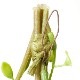 ե꡼ տʪ ͸տʪ ¤ ɳݤ ǥǥ ϥ󥮥 ץ Ĥ ʪ ץ ñ ŷв  PRGR-1578 GREENPARK ̵ 