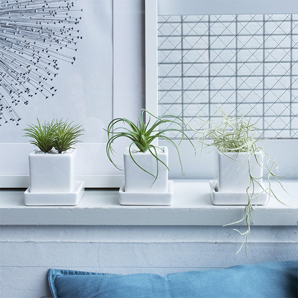 送料無料 フェイクグリーン ミニ 観葉植物 造花 エアープランツ チランジア スパニッシュモス 皿付 ミニベース 3個セット キッチン 洗面所 トイレ Greenpark Prgr 1197 Viewgarden