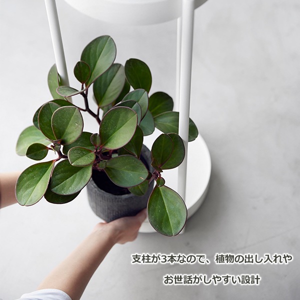 �ץ�󥿡� ������� ���㥹������ 2�� tower ��� �ۥ磻�� �֥�å� ��ʪ �����ǥ� ��å� �ݷ� ������� ���� ȭ ����ץ� �ʥ����� �������� 4366 4367 