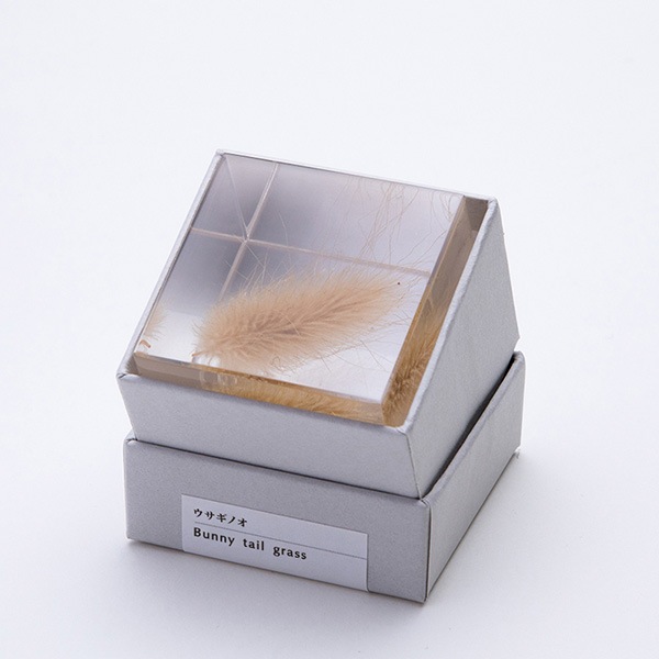 �������Υ� Sola cube �� ���饭�塼�� �������Υͥɥ� ������� ����ƥꥢ ��ʪ ��ʪ �ץ쥼��� ��åԥ��б� ���ե� ������ ������ ��ʪ ����̵�� 