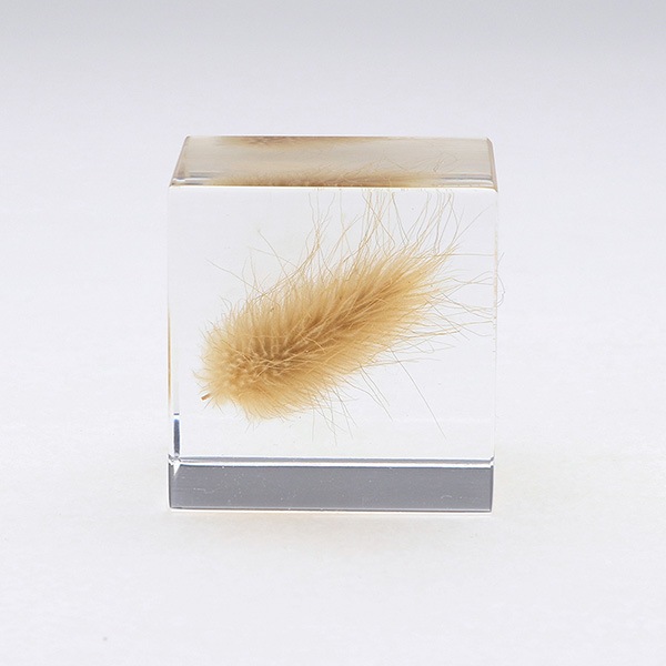 �������Υ� Sola cube �� ���饭�塼�� �������Υͥɥ� ������� ����ƥꥢ ��ʪ ��ʪ �ץ쥼��� ��åԥ��б� ���ե� ������ ������ ��ʪ ����̵�� 