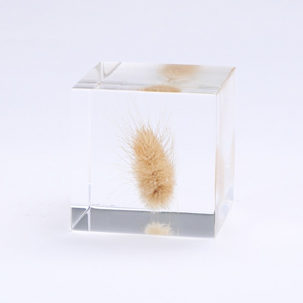 �������Υ� Sola cube �� ���饭�塼�� �������Υͥɥ� ������� ����ƥꥢ ��ʪ ��ʪ �ץ쥼��� ��åԥ��б� ���ե� ������ ������ ��ʪ ����̵�� 