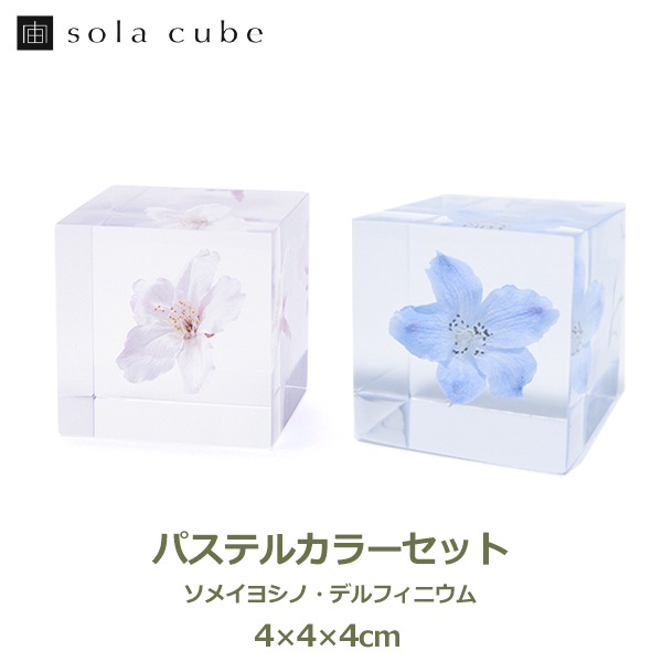 �ѥ��ƥ륫�顼 ����ƥꥢ ������ �� ���� �� ��ʪ �ǥ�ե��˥��� �� ��ʪ ���� ���ե� ���� ���å� sora cube ���饭�塼�� �ץ쥼��� ����ץ� ���� ����̵�� ��åԥ��б� 