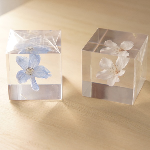 �ѥ��ƥ륫�顼 ����ƥꥢ ������ �� ���� �� ��ʪ �ǥ�ե��˥��� �� ��ʪ ���� ���ե� ���� ���å� sora cube ���饭�塼�� �ץ쥼��� ����ץ� ���� ����̵�� ��åԥ��б� 