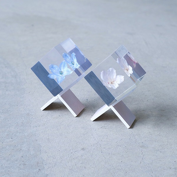 �ѥ��ƥ륫�顼 ����ƥꥢ ������ �� ���� �� ��ʪ �ǥ�ե��˥��� �� ��ʪ ���� ���ե� ���� ���å� sora cube ���饭�塼�� �ץ쥼��� ����ץ� ���� ����̵�� ��åԥ��б� 