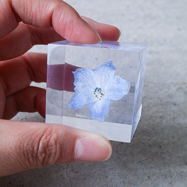 �ѥ��ƥ륫�顼 ����ƥꥢ ������ �� ���� �� ��ʪ �ǥ�ե��˥��� �� ��ʪ ���� ���ե� ���� ���å� sora cube ���饭�塼�� �ץ쥼��� ����ץ� ���� ����̵�� ��åԥ��б� 