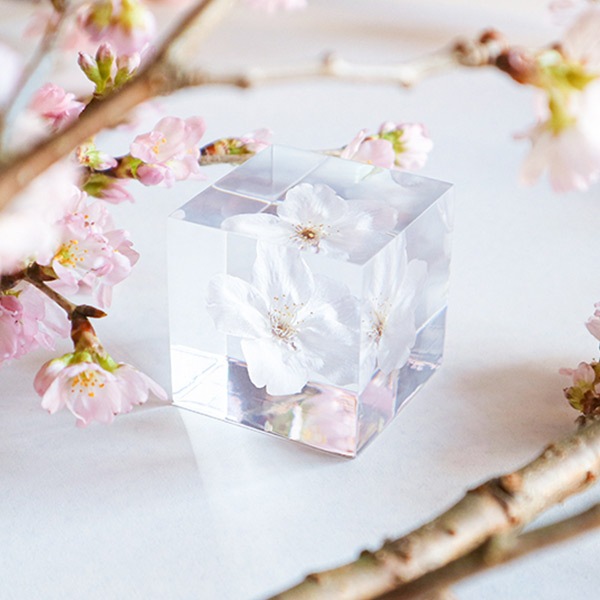 �ѥ��ƥ륫�顼 ����ƥꥢ ������ �� ���� �� ��ʪ �ǥ�ե��˥��� �� ��ʪ ���� ���ե� ���� ���å� sora cube ���饭�塼�� �ץ쥼��� ����ץ� ���� ����̵�� ��åԥ��б� 