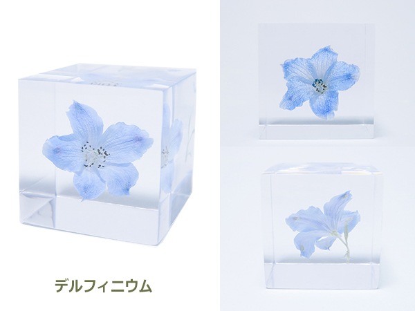 �ѥ��ƥ륫�顼 ����ƥꥢ ������ �� ���� �� ��ʪ �ǥ�ե��˥��� �� ��ʪ ���� ���ե� ���� ���å� sora cube ���饭�塼�� �ץ쥼��� ����ץ� ���� ����̵�� ��åԥ��б� 