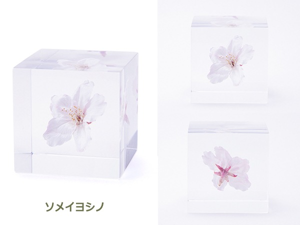 �ѥ��ƥ륫�顼 ����ƥꥢ ������ �� ���� �� ��ʪ �ǥ�ե��˥��� �� ��ʪ ���� ���ե� ���� ���å� sora cube ���饭�塼�� �ץ쥼��� ����ץ� ���� ����̵�� ��åԥ��б� 