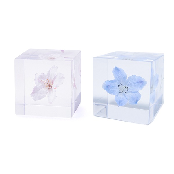 �ѥ��ƥ륫�顼 ����ƥꥢ ������ �� ���� �� ��ʪ �ǥ�ե��˥��� �� ��ʪ ���� ���ե� ���� ���å� sora cube ���饭�塼�� �ץ쥼��� ����ץ� ���� ����̵�� ��åԥ��б� 