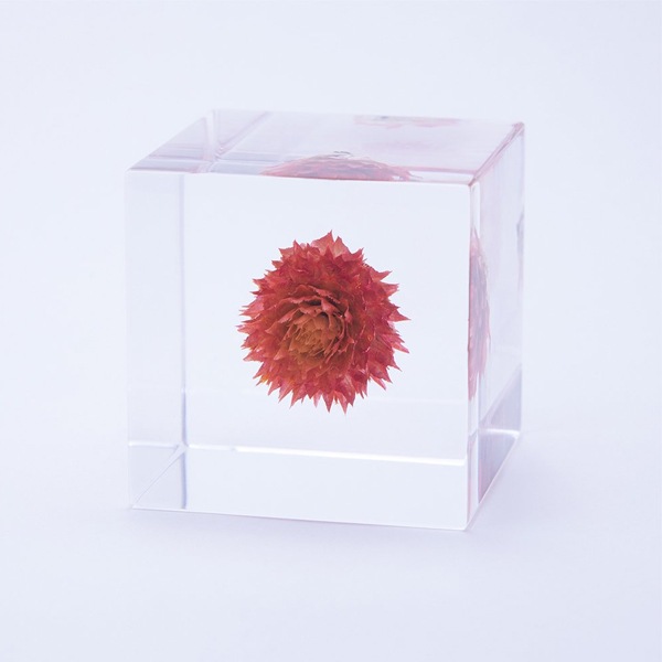 ɸ Ω   ޴ ɥ饤ե ƥꥢ sora cube  塼 ˥  ե ץ쥼 ꥹޥ     ̵ åԥб 