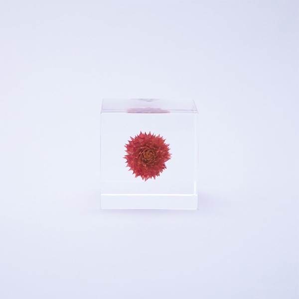 ɸ Ω   ޴ ɥ饤ե ƥꥢ sora cube  塼 ˥  ե ץ쥼 ꥹޥ     ̵ åԥб 